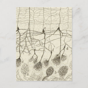 Cajal's Neurons 8 Postcard