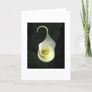 cala lily greeting card