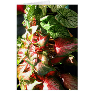 CALADIUM