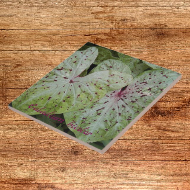 Caladium Bicolor Leaves Floral Ceramic Tile (In Situ)