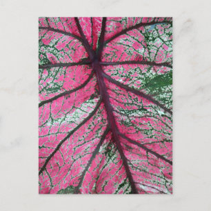 Caladium Red and Green Leaves Floral Photo Postcard