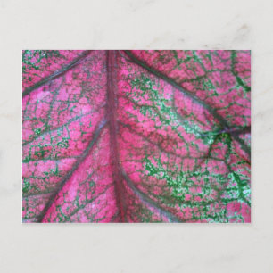 Caladium Red and Green Leaves Photo Postcard