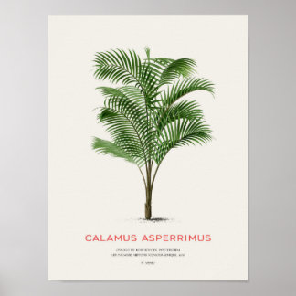 Calamus Asperrimus - Palm Tree Poster