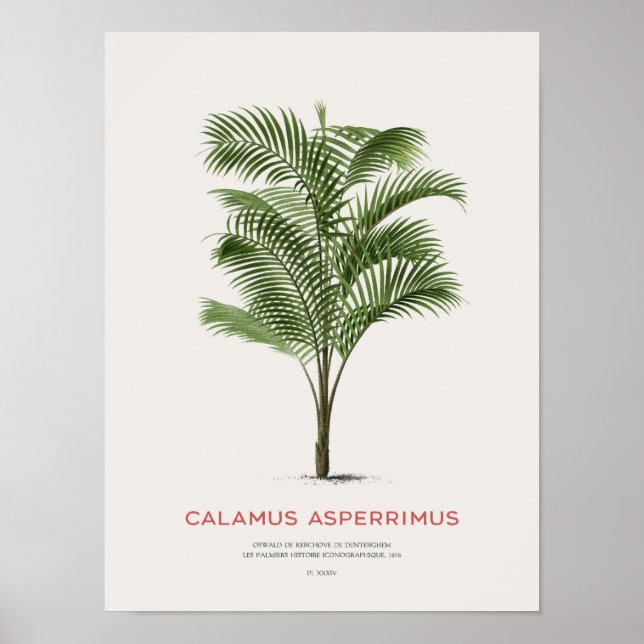 Calamus Asperrimus - Palm Tree Poster (Front)