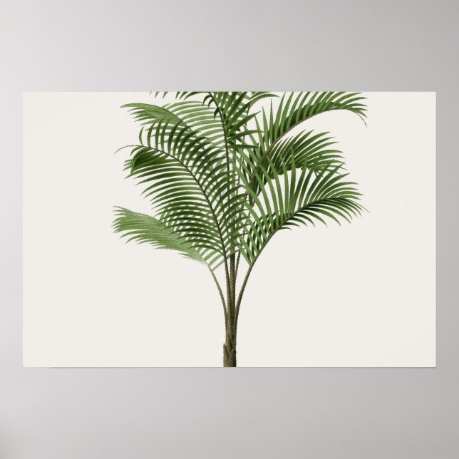 Calamus Asperrimus - Palm Tree Poster (Front)