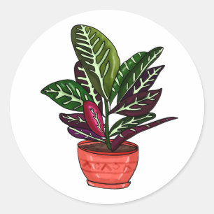 Calathea Hand Drawn Houseplant Art Classic Round Sticker