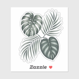 Calathea leaf