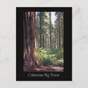 Calaveras Big Trees Postcard