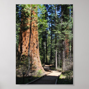 Calaveras Big Trees trail Poster