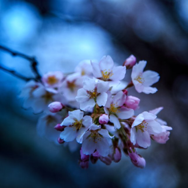 calenda calendar (Creator Uploaded)