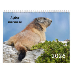 Calendar 2023 of Alpine marmots