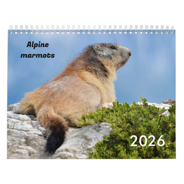 Calendar 2023 of Alpine marmots (Cover)