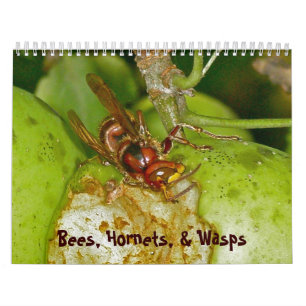 Calendar - Bees, Hornets, & Wasps