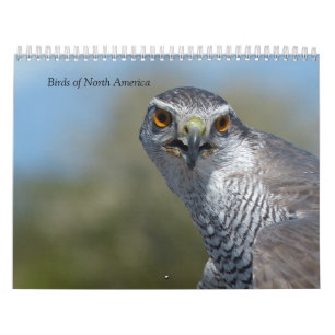 Calendar - Birds of North America