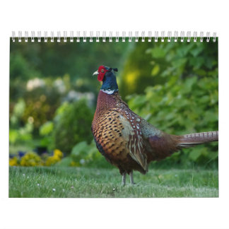Calendar Faisan, Calendar Pheasant