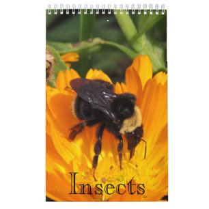 Calendar - Insects (sgl. pg.)