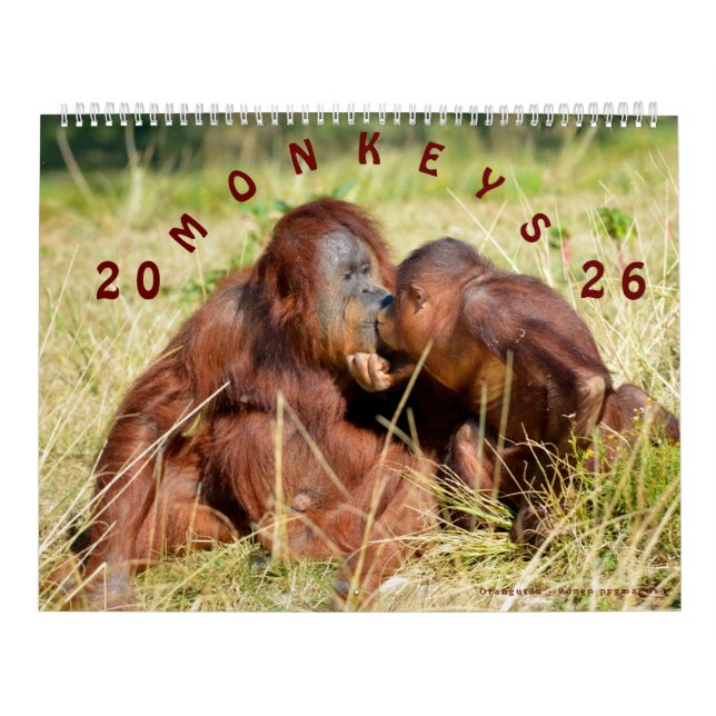 Calendar monkeys 2023 (Cover)