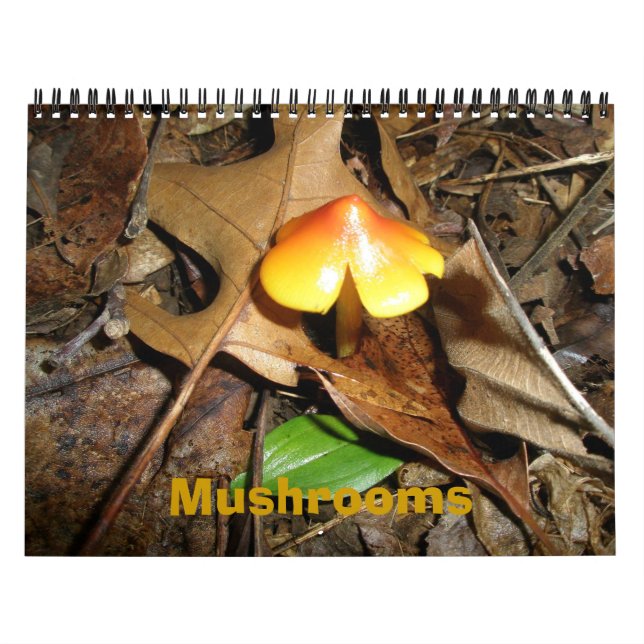 Calendar Mushrooms (Cover)