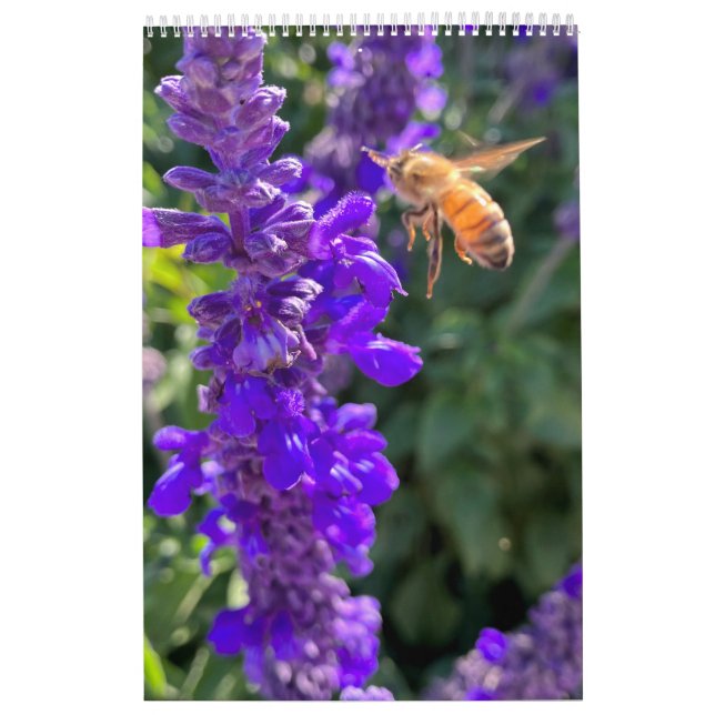 Calendar Pollinators: Bees and Butterflies (Cover)
