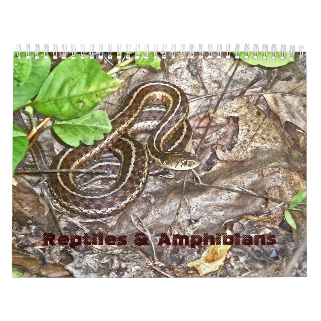 Calendar Reptiles & Amphibians #1 (Cover)