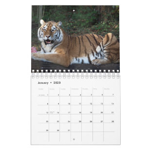 Calendar tiger