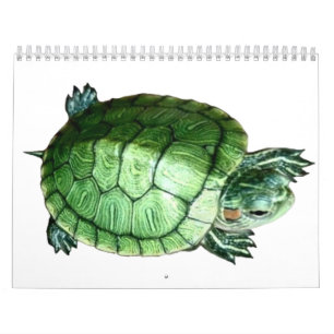 Calendar Turtle