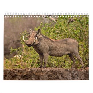 Calendar Warthog Calendar Warthog