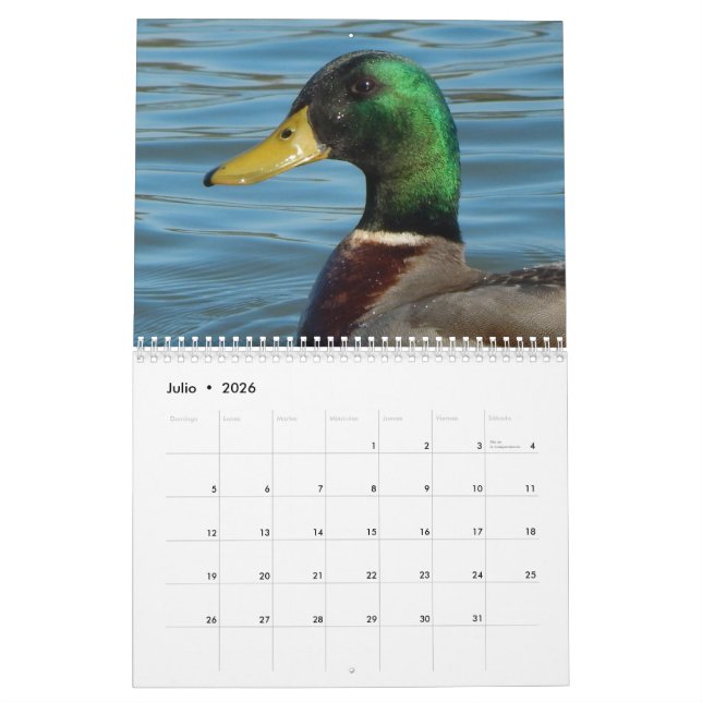 Calendario con fotos de patos y gansos en colour calendar (Jul 2026)
