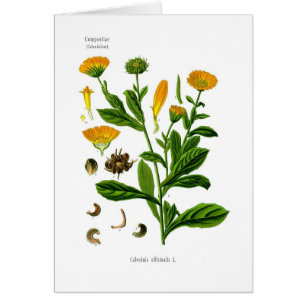 Calendula