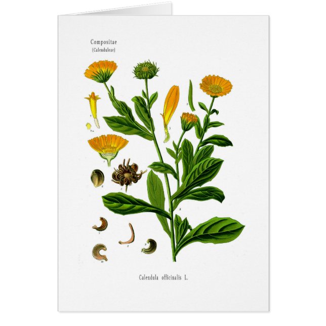 Calendula (Front)