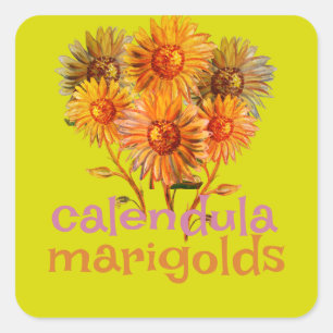 calendula marigolds square sticker