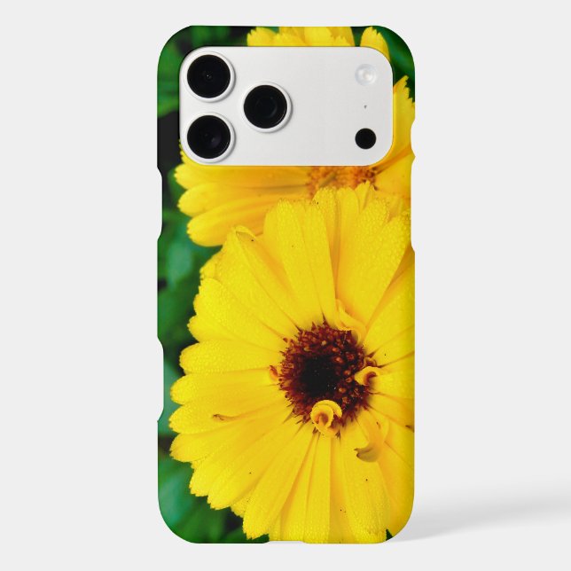 Calendula Officinalis (Back)