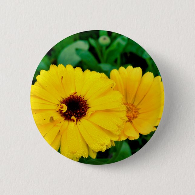 Calendula Officinalis Badge (Front)