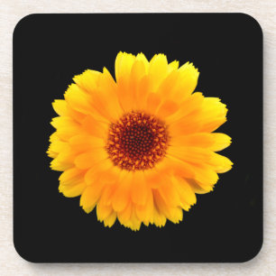 Calendula Officinalis Coaster