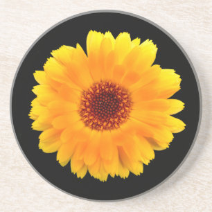 Calendula Officinalis Coaster
