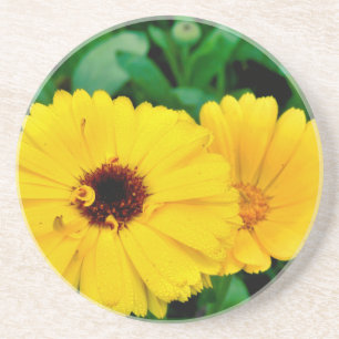 Calendula Officinalis Coaster