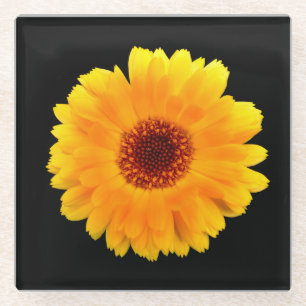 Calendula Officinalis Glass Coaster
