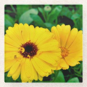 Calendula Officinalis Glass Coaster