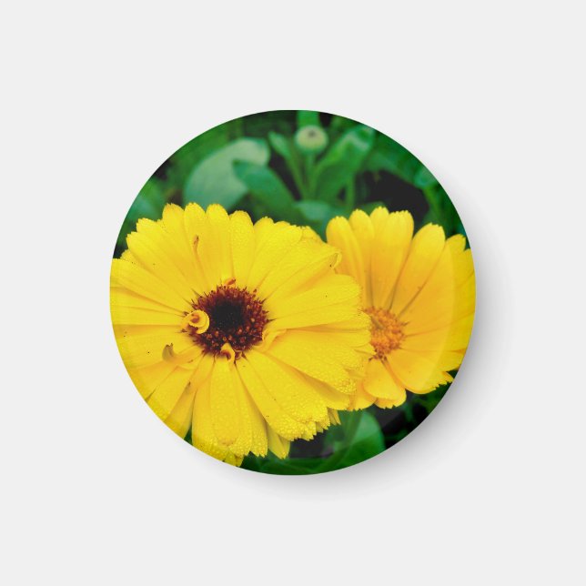 Calendula Officinalis Magnet (Front)