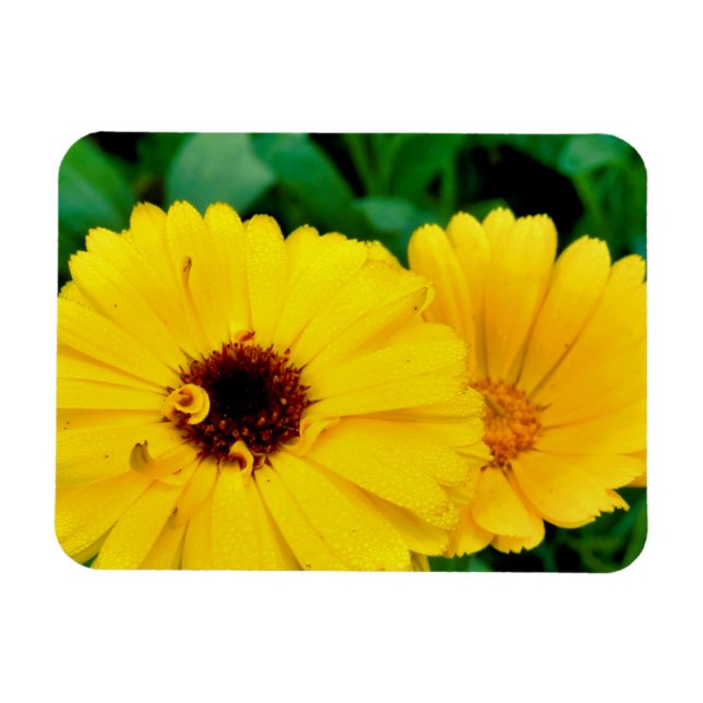 Calendula Officinalis Magnet (Horizontal)