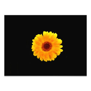Calendula Officinalis Photo Print