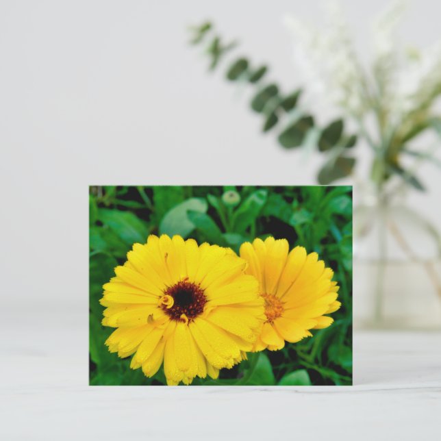 Calendula Officinalis Postcard (Standing Front)