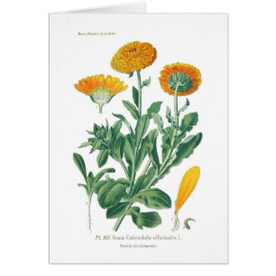 Calendula officinalis (Pot marigold)
