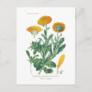 Calendula officinalis (Pot marigold) Postcard