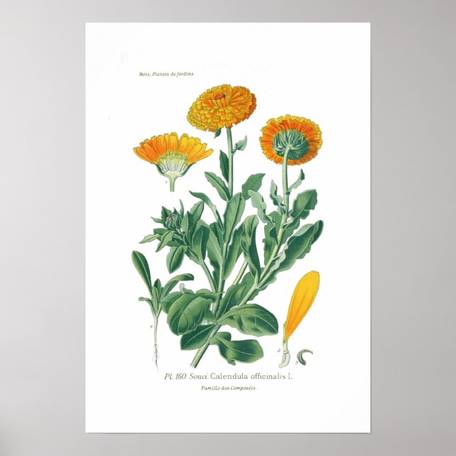 Calendula officinalis (Pot marigold) Poster (Front)