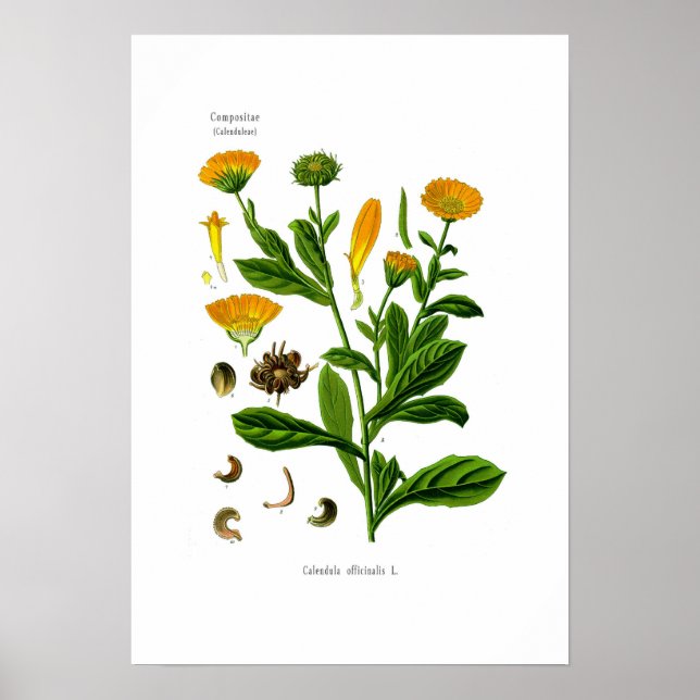 Calendula Poster (Front)