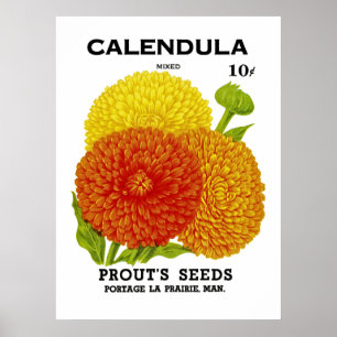 Calendula Vintage Seed Packet Poster
