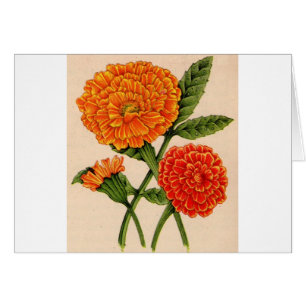calendulas in orange