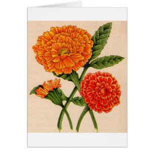 calendulas in orange