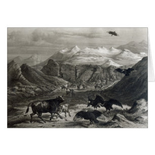 Calf being attacked by the Condors